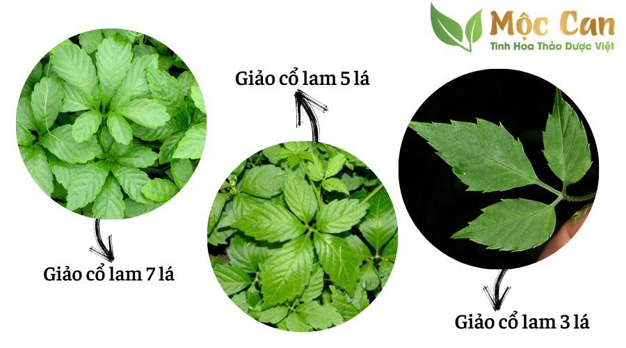 Các loại giảo cổ lam hiện nay 1